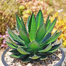 Image result for Agave