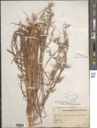 Image result for Strophanthus bequaertii