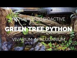 Building A Naturalistic Bioactive Green Tree Python Vivarium Paludarium Youtube Green Trees Vivarium Bioactive Vivarium