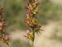 Image result for Cenchrus incertus