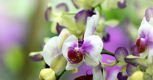 Nama saintifik bunga orkid ini ialah paphiopedilum rothschildianum, nama lain orkid ini ialah 'slipper orchid' atau orkid selipar( tak glamour langsung namanya). Gambar Bunga Bunga Orkid