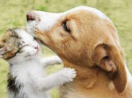 Más allá de los estereotipos: Cómo hacer que un gato y un perro se lleven  bien