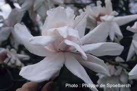 Image result for Magnolia sargentiana