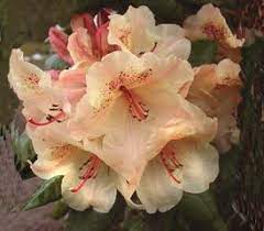 Rhododendron Viscy Has Large Orange Flowers With Dark Red Nectar Guides Spots On The Throat Of The Corolla Rhododendron Plant Rhododendron Plants