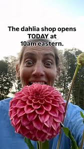 Episode 30 DAHLIA DECISIONS- a series of 60 videos to help you choose what  are the right varieties for your garden. Yes, I sell tubers… My farm sale  online at Dreamland Flower