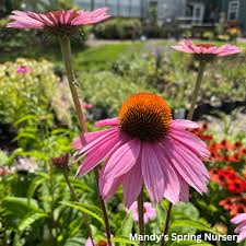 Image result for Echinacea purpurea `Magnus`