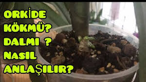Orkide Cicek Dali Mi Kokmu Nasil Anlasilir Orkide Kok Kontrolu Eb Orkideler Cicek Dali