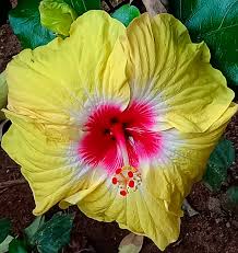 Image result for Hibiscus noldeae