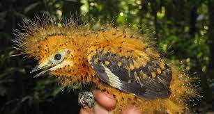 Go on to discover millions of awesome videos and pictures in thousands of other categories. Amazonian Bird May Act The Part Of Its Hairy Caterpillar Disguise Science News