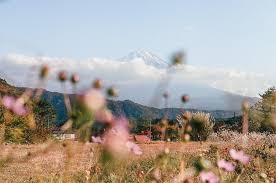Camping In Japan A 3 Day Itinerary From Tokyo To Mt Fuji Heart My Backpack