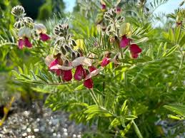 Image result for Tephrosia lupinifolia
