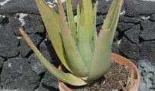 Gel ini dapat digunakan untuk melembapkan kulit, merawat kulit yang terbakar, dan meredakan iritasi. Aloe Vera Alfve Overview Eppo Global Database