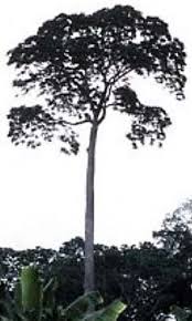 Image result for Brachystegia utilis