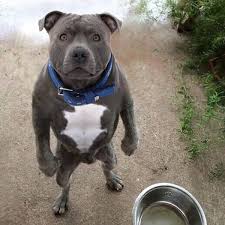 Cuccioli di amstaff disponibili i cuccioli sono nati il 4/11/2020 e verranno consegnati dopo i 60 giorni di vita come per legge muniti di: Freepitbull Quanto Deve Mangiare Un Pit Bull