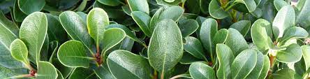 They come equipped with long stems that emerge from a floret of basal leaves. Top 10 Low Maintenance Plants That Are Easy To Look After All Year Long Flower Power