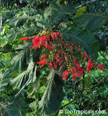 Image result for Rourea coccinea