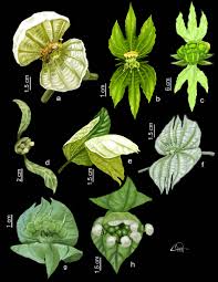 Image result for Dalechampia capensis