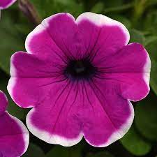 Main Stage Glacier Sky Plant Growth Trailing Petunias Roots Show
