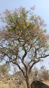 Image result for Stereospermum kunthianum