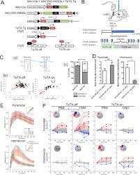 presynaptic dysregulation of the paraventricular thalamic