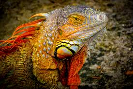 Here's a list full 2019 race schedule for the monster energy nascar cup series, including tv and live stream information. Portfolio Animals