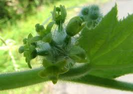 Image result for Sicyos