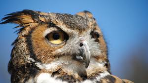 Owl's Hill Nature Sanctuary adds more ...