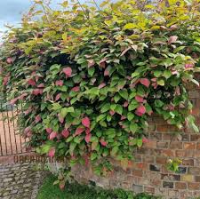 Image result for Actinidia