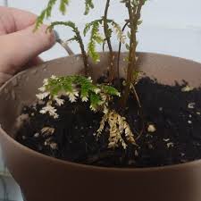 Image result for Selaginella cathedrifolia