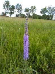 Image result for Veronica abyssinica