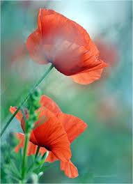 Poppies In The Meadow By Svitakovaeva On Deviantart Poppies Poppy Flower Red Poppies