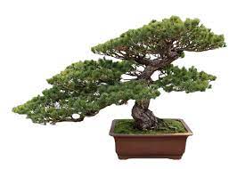 Bonsai 4c382ed6a3635b311fa0efe7b8bf9304 Png 650 465