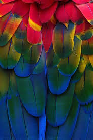 Bird With Colorful Feathers Mykukula Macaw Feathers Parrot Feather Patterns In Nature