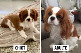 15 Races De Chiens Qui Conservent Leur Petite Taille
