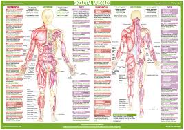 12 photos of the back muscle chart. Muscle Anatomy Charts A3 Laminated Muscles Chart Anterior And Posterior Buy Online In Guyana At Guyana Desertcart Com Productid 131734991