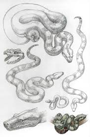 Asp5 Boa Constrictor Snake Drawing Snake Art Snake Sketch