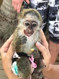 Even when conditions are right. A Man Named Charsley Sits Up There With A Baby Monkey Trying To Get Money For Pictures My Horrible Experience Was He Handed Me A 4 Week Old Baby Monkey He Had