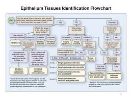 Activity 2 Histology And Integument