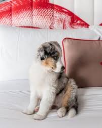 Is there a pet suites in orange county? Dog Friendly Places Near Me Sydney Pet Friendly Accommodation