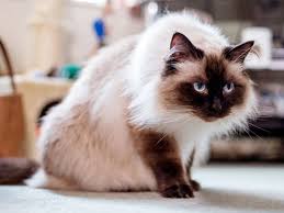 Plus upload and share your own himalayan kittens gallery pics plus read other people's opinions. Himalayan Cat Care Profile Facts Vivo Pets