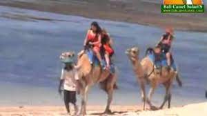 Did a 1 hour camel ride which amounted to no more then a twenty minute slow amble from hiton hotel nusa dua pass ritz carlton hotel on the beach. Camel Ride On A Beach With Combo Experiences In Bali From Nusa Dua Tours Activities Fun Things To Do In Bali Indonesia Veltra