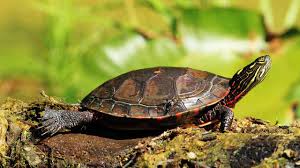 How To Determine A Turtles Age Pet Turtles