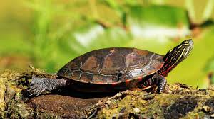 how to determine a turtles age pet turtles