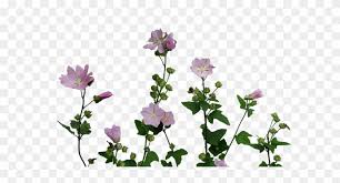 transparent flowers transparent flowers colour plant transparent tumblr plants free transparent png clipart images download transparent tumblr plants