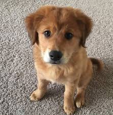 Golden shepherd puppies breed info will help you to make the right decision. German Shepherd Golden Retriever Mix What You Need To Know
