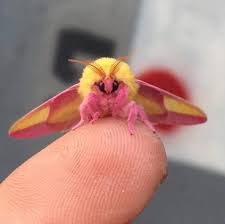 The Rosy Maple Moth May Be The Cutest Bug Ever Rosy Maple Moth Colorful Moths Animals