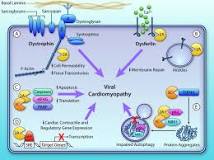 Image result for mild myocarditis