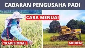 Kemajuan sektor padi pada masa ini telah dijana oleh beberapa faktor, antaranya peralatan moden seperti penggunaan jentera menanam. Cara Menuai Padi Tradisional Vs Moden Cabaran Petani Di Kota Marudu Youtube