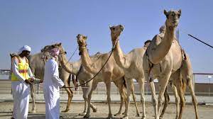 About 10 km outside of abu dhabi is a race track where the traditional sport of camel racing is held ever weekend in the winter months. Camel Racing Visit Abu Dhabi