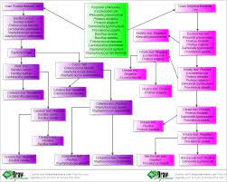 Bacteria Identification Flow Chart Unknown Microorganisms Create Flow Chart Online Free No Microbiology Microbiology Lab Medical Laboratory Science